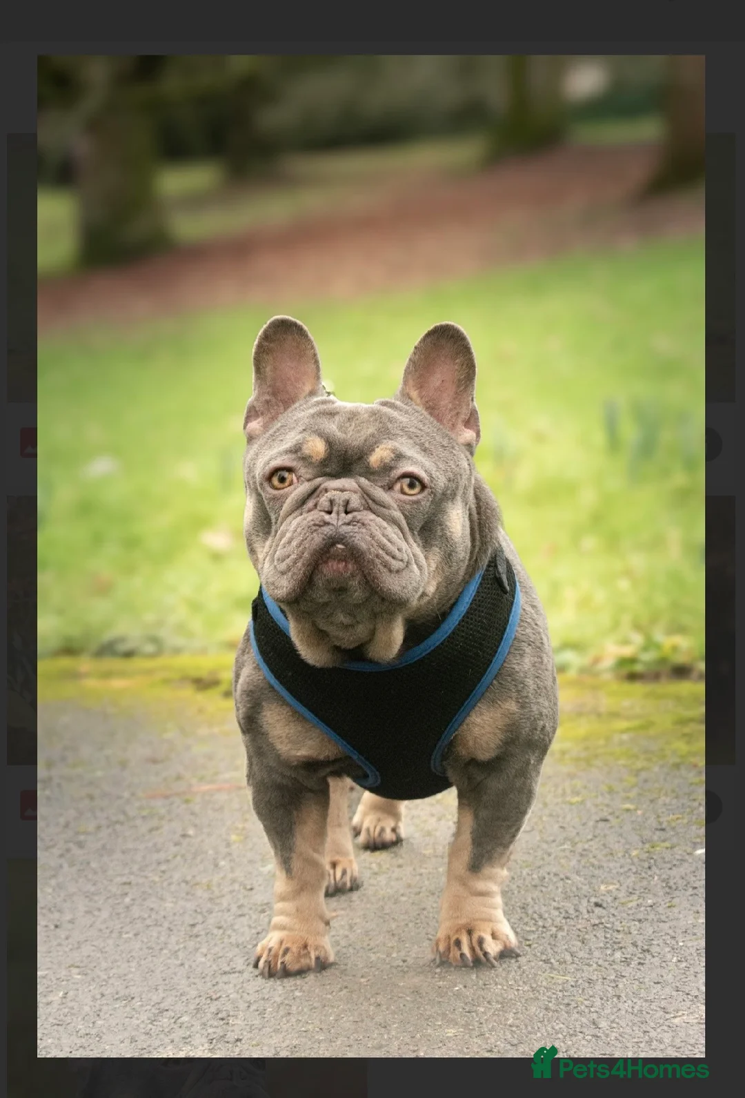 French Bulldog dogs for stud: French bulldog STUD - Advert 1