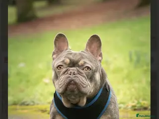 French Bulldog dogs French bulldog STUD - Advert 1
