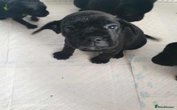 Mixed Breed dogs for sale: Cocker bull puppies for sale  - Image 9