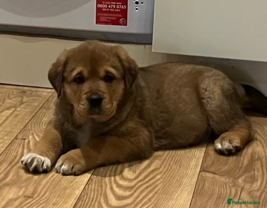 Central Asian Shepherd dogs for sale: Central Asian Shepard x Rottweiler  - Image 2