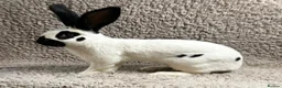 Continental Giant rabbits for sale: Georgeus Giant Papillon Babies - Advert 3