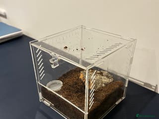 Tarantulas invertebrates Mexican red rump Tarantula 5cm 1-2 years old - Advert 1