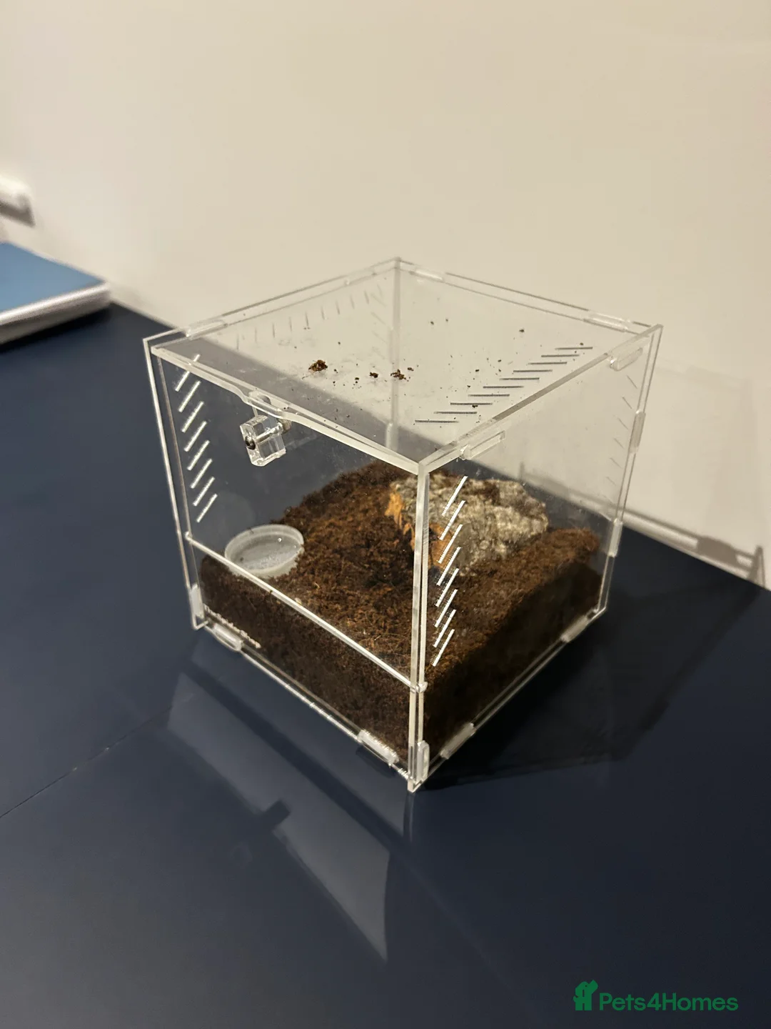 Tarantulas invertebrates for sale: Mexican red rump Tarantula 5cm 1-2 years old - Advert 1