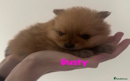 Pomeranian dogs for sale: 6 Pomeranian cherubs - Image 3