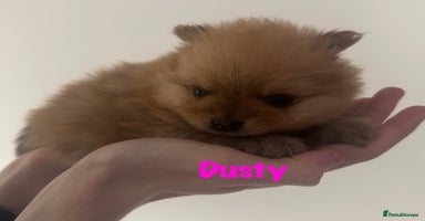 Pomeranian dogs - Advert 16
