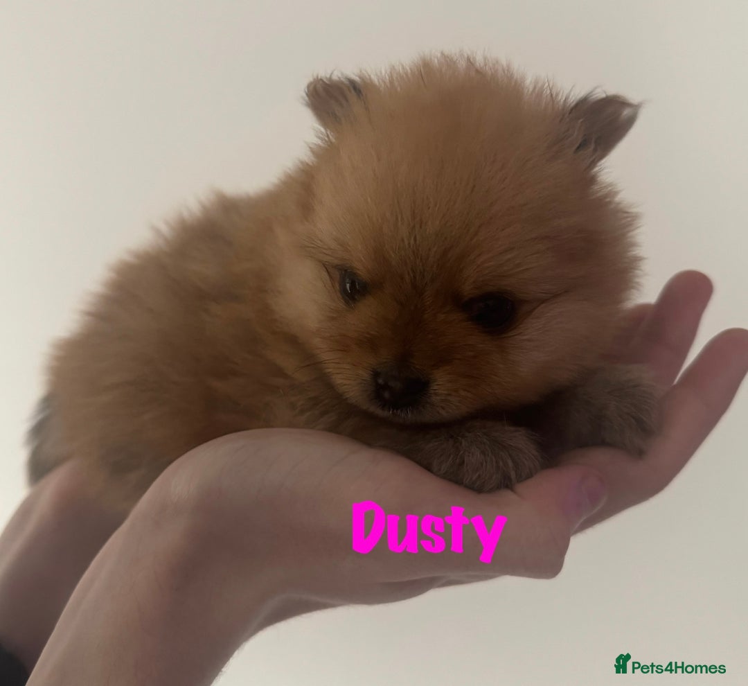 Pomeranian dogs for sale: 6 Pomeranian cherubs - Image 3