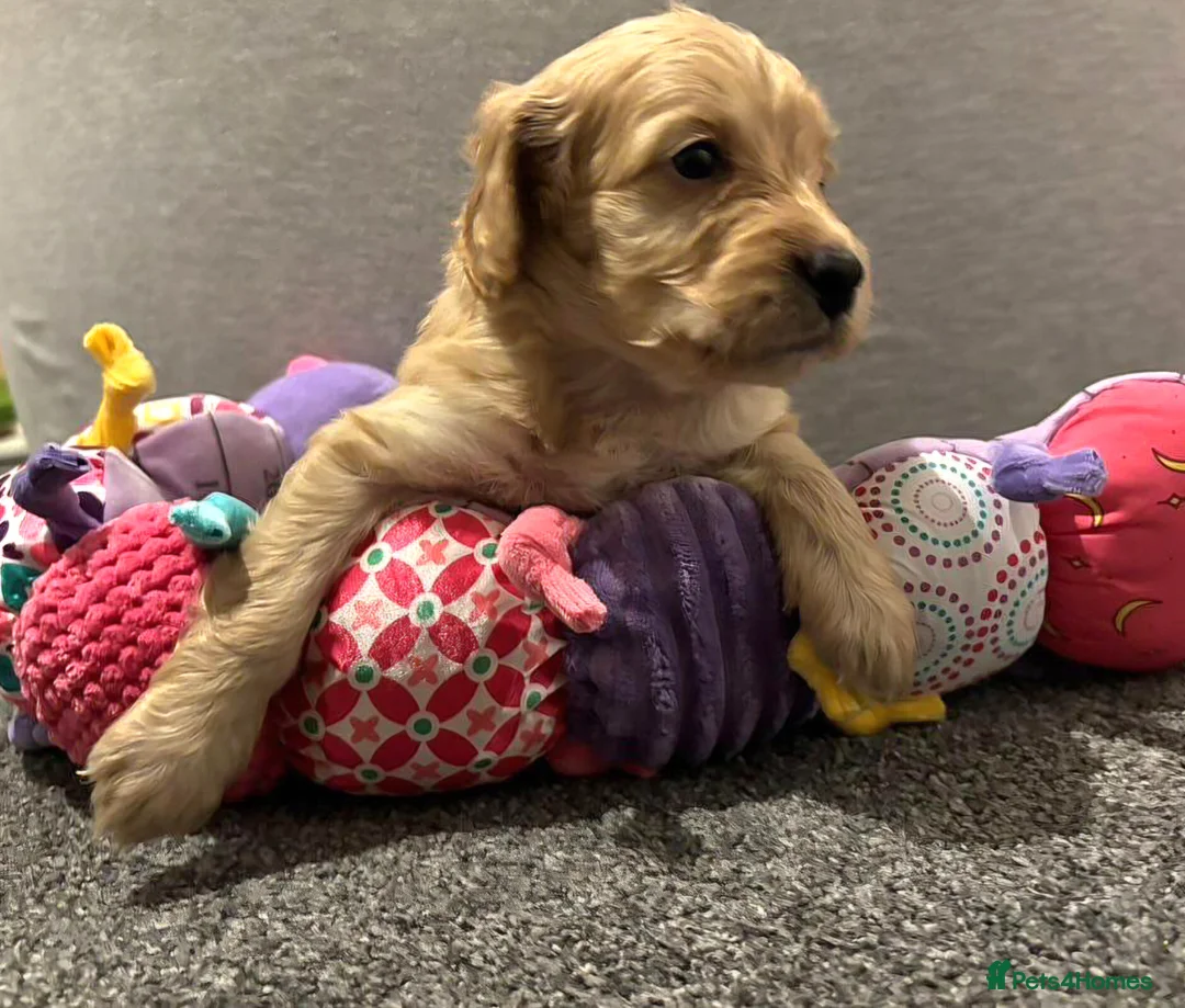 Cockapoo dogs for sale: Cockapoo Puppies - Advert 12