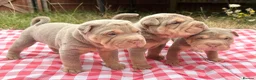 Shar Pei dogs for sale: KC REGISTERED RARE LILAC TAN SHAR-PEI - Advert 8