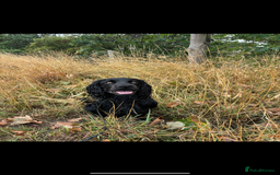 Cocker Spaniel dogs for stud: Dark star Beau, Working Cocker, Stud available - Image 2
