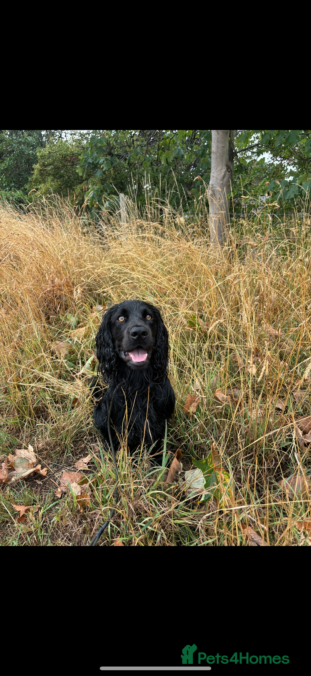 Cocker Spaniel dogs for stud: Dark star Beau, Working Cocker, Stud available - Image 2