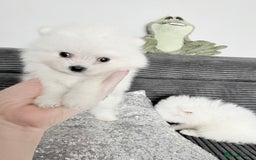 Pomeranian dogs for sale: Super quite Kc Pomeranians puppies(1 boy available - Image 5