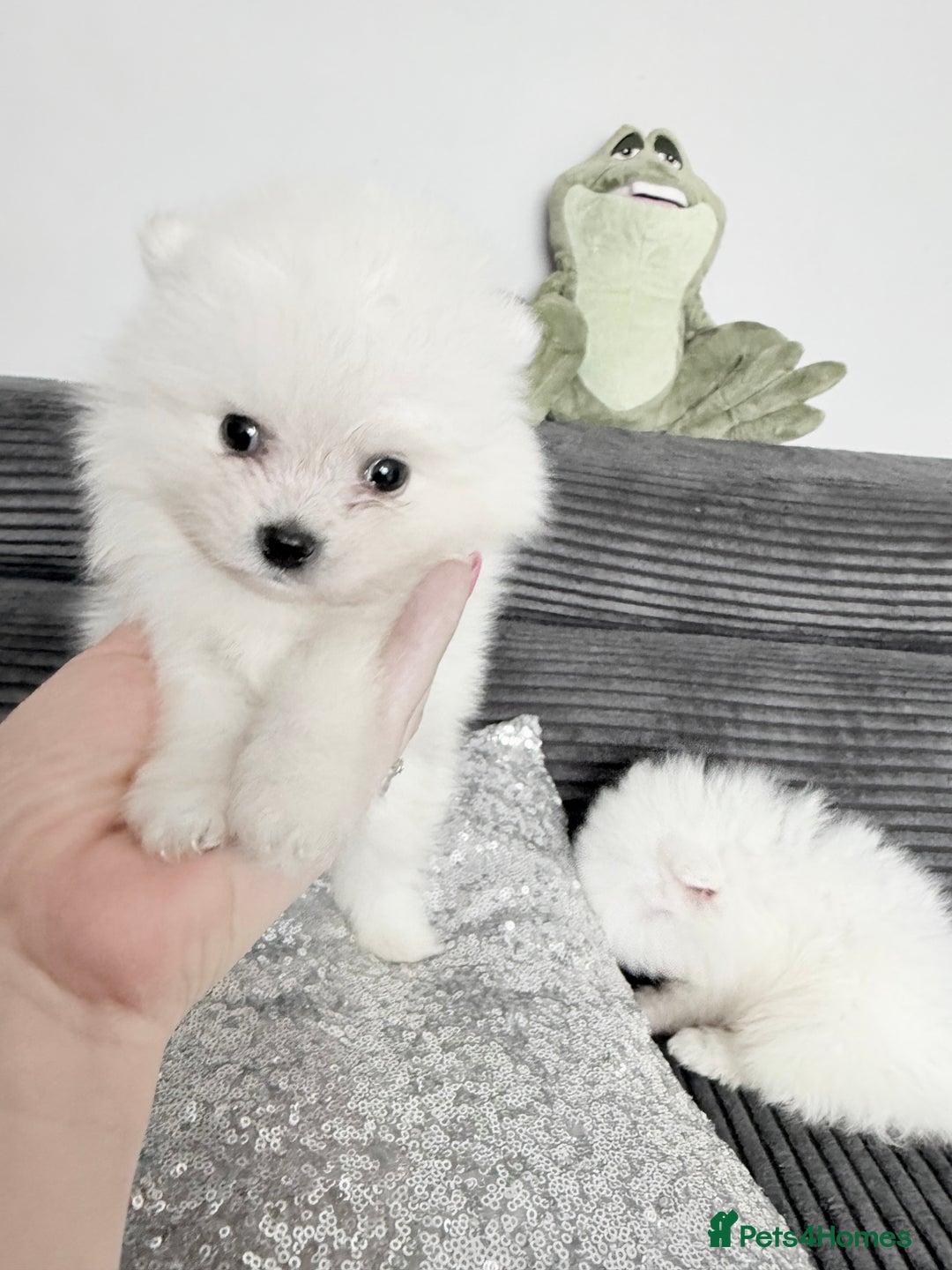 Pomeranian dogs for sale: Super quite Kc Pomeranians puppies(1 boy available - Image 5