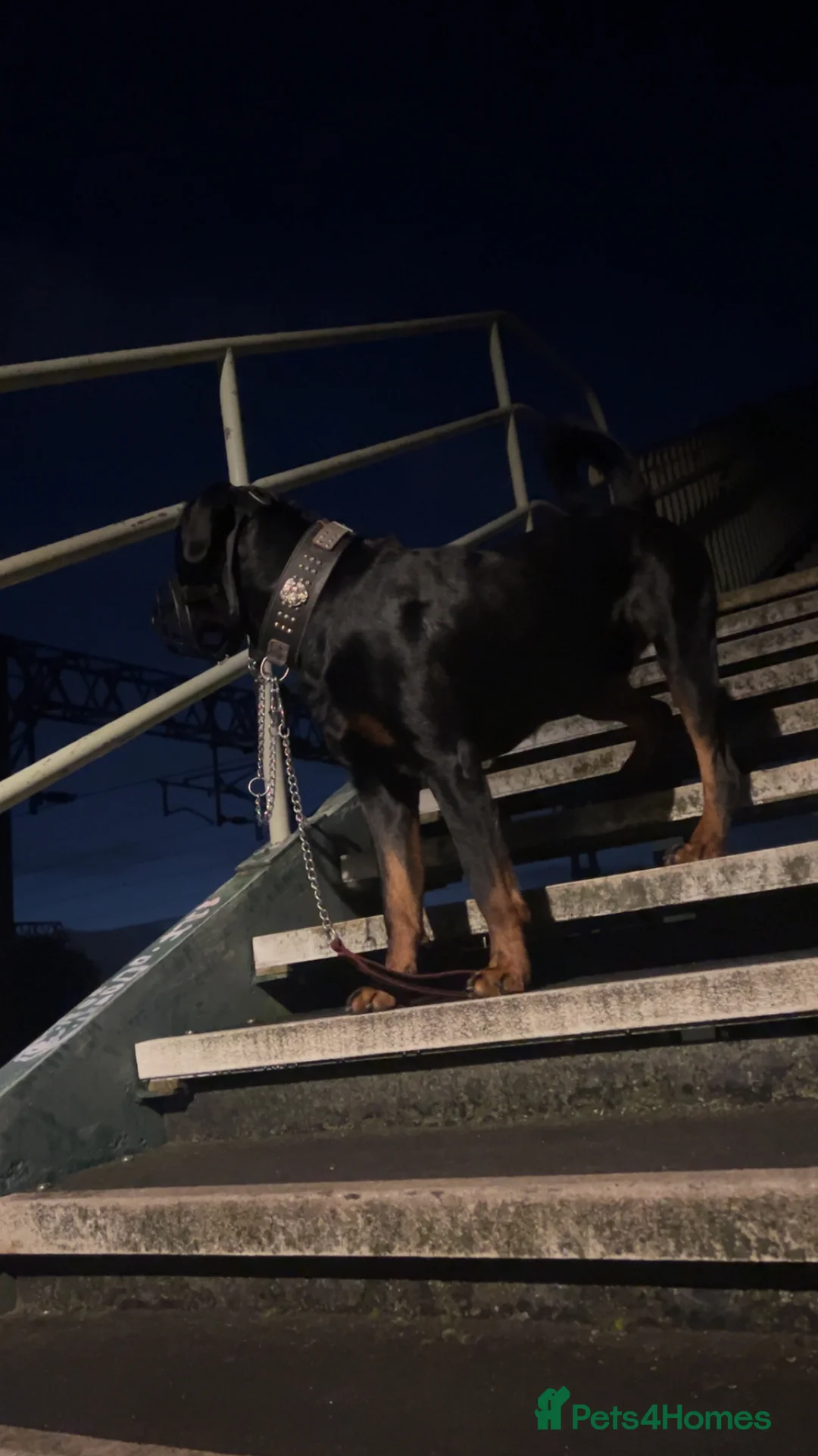 Rottweiler dogs for stud: Rottweiler stud  - Advert 8