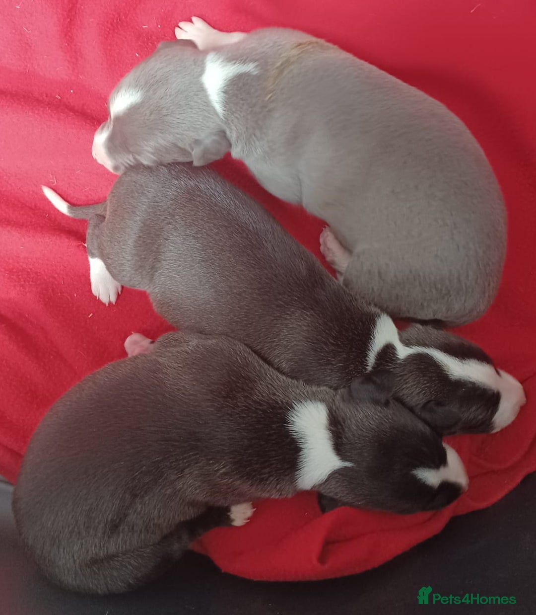 Whippet dogs for sale: KC HEART AND HEALTH TESTED WHIPPETS - Image 1
