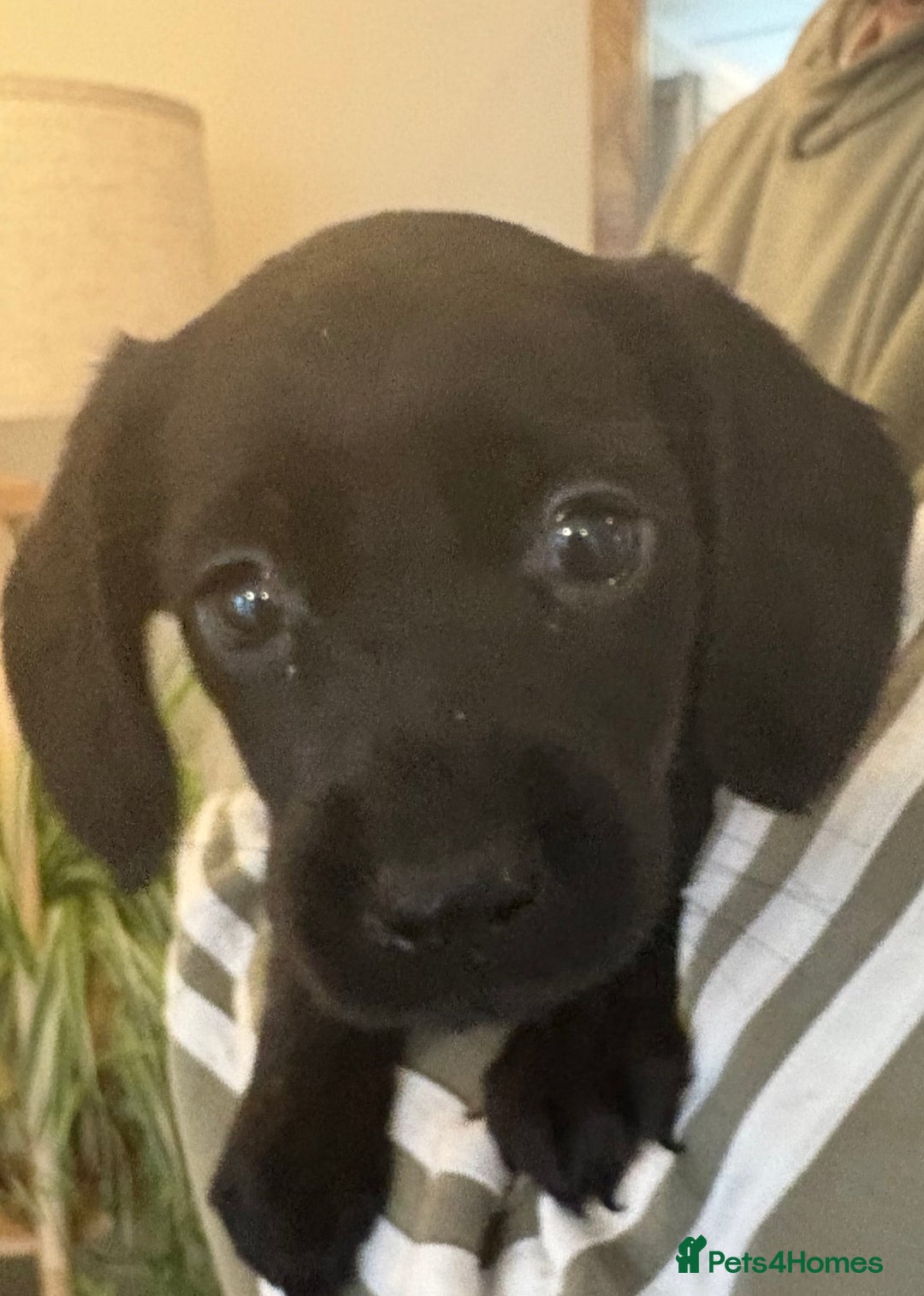 Cockerdor dogs for sale: Beautiful cockerdor puppies - Image 34