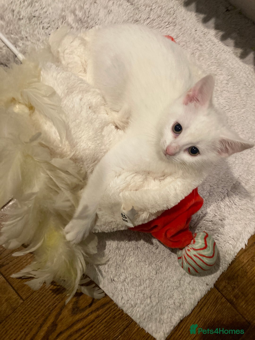 Turkish Van cats for sale: Gorgeous Turkish Van kitten - Advert 17