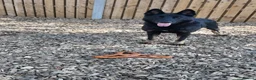 German Shepherd dogs for sale: German Shepard  in Chesterfield - Advert 3
