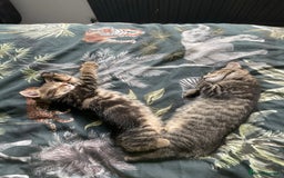 Mixed Breed cats for sale: 3 lovely natured, characterful tabby’s  - Image 12
