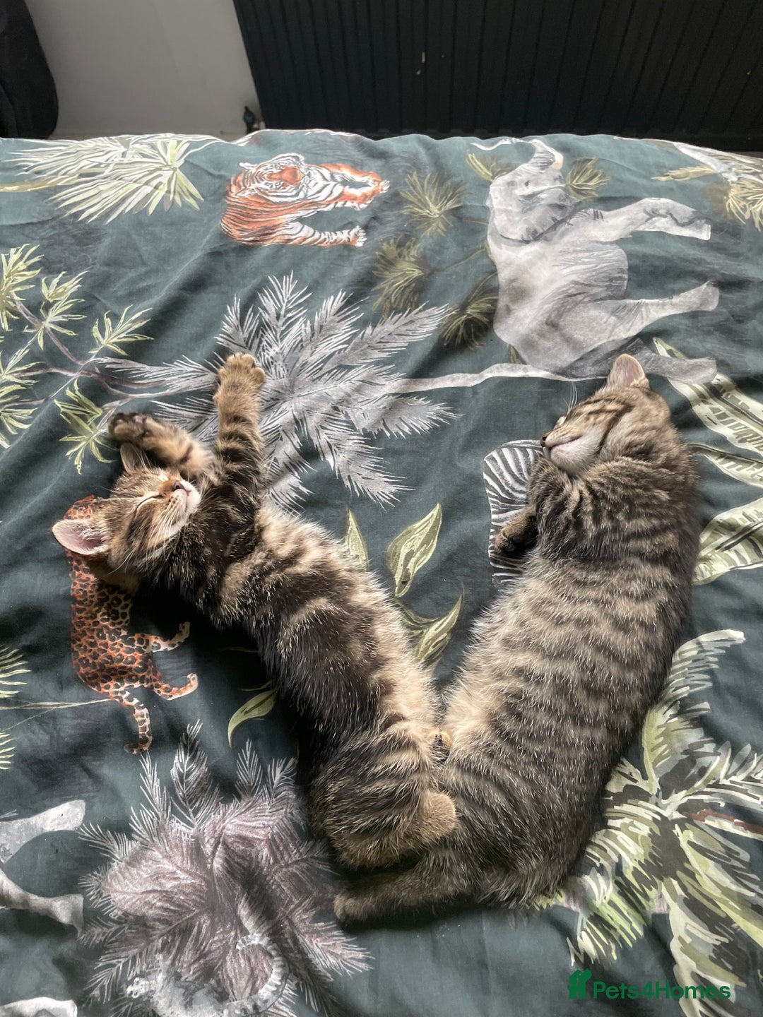 Mixed Breed cats for sale: 3 lovely natured, characterful tabby’s  - Image 12