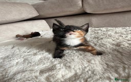Mixed Breed cats for sale: 3 sweet kittens ready 27th Sep - Image 9