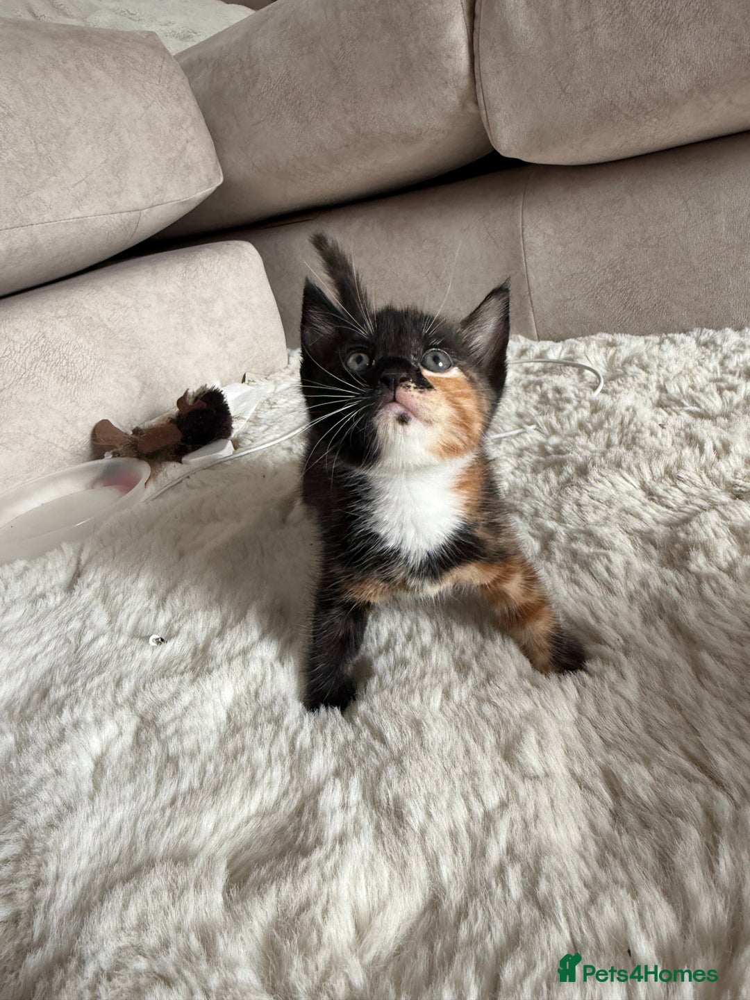 Mixed Breed cats for sale: 3 sweet kittens ready 27th Sep - Image 9