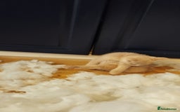 Mixed Breed cats for sale: Two girls looking for nome - Image 7