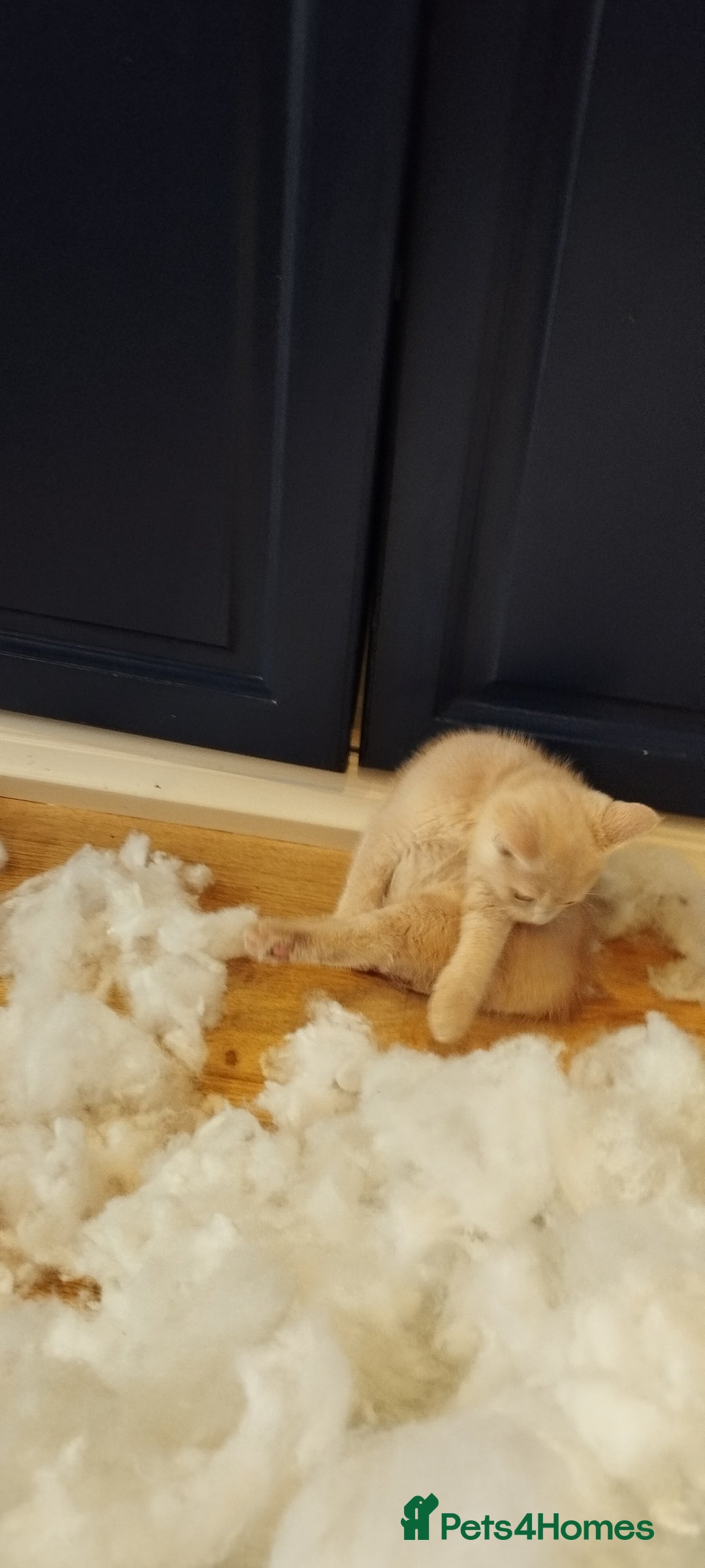 Mixed Breed cats for sale: Two girls looking for nome - Image 7