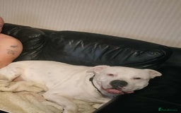 American Bull Staffy dogs for sale: American Staffordshire bully male - Image 3