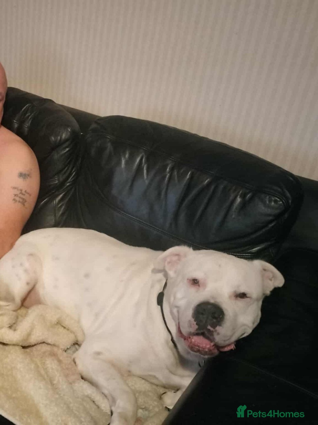 American Bull Staffy dogs for sale: American Staffordshire bully male - Image 3