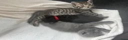 British Shorthair cats for sale: British Shorthair  - Advert 8