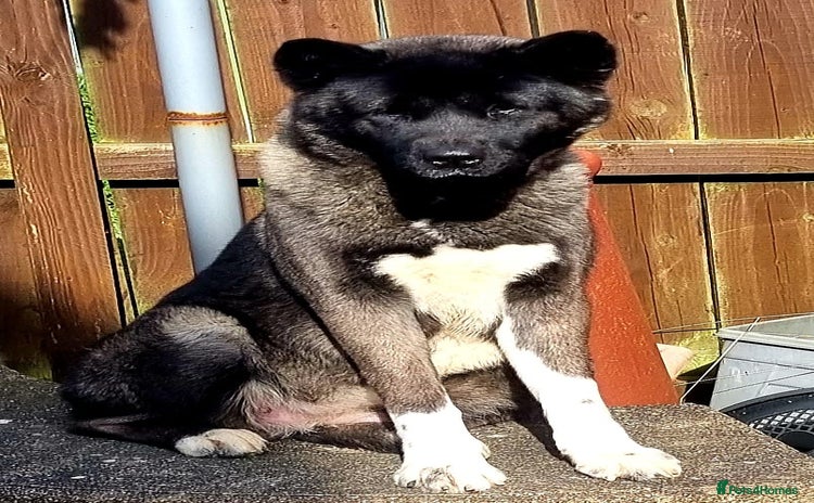 Akita dogs in Sunderland - Advert 2