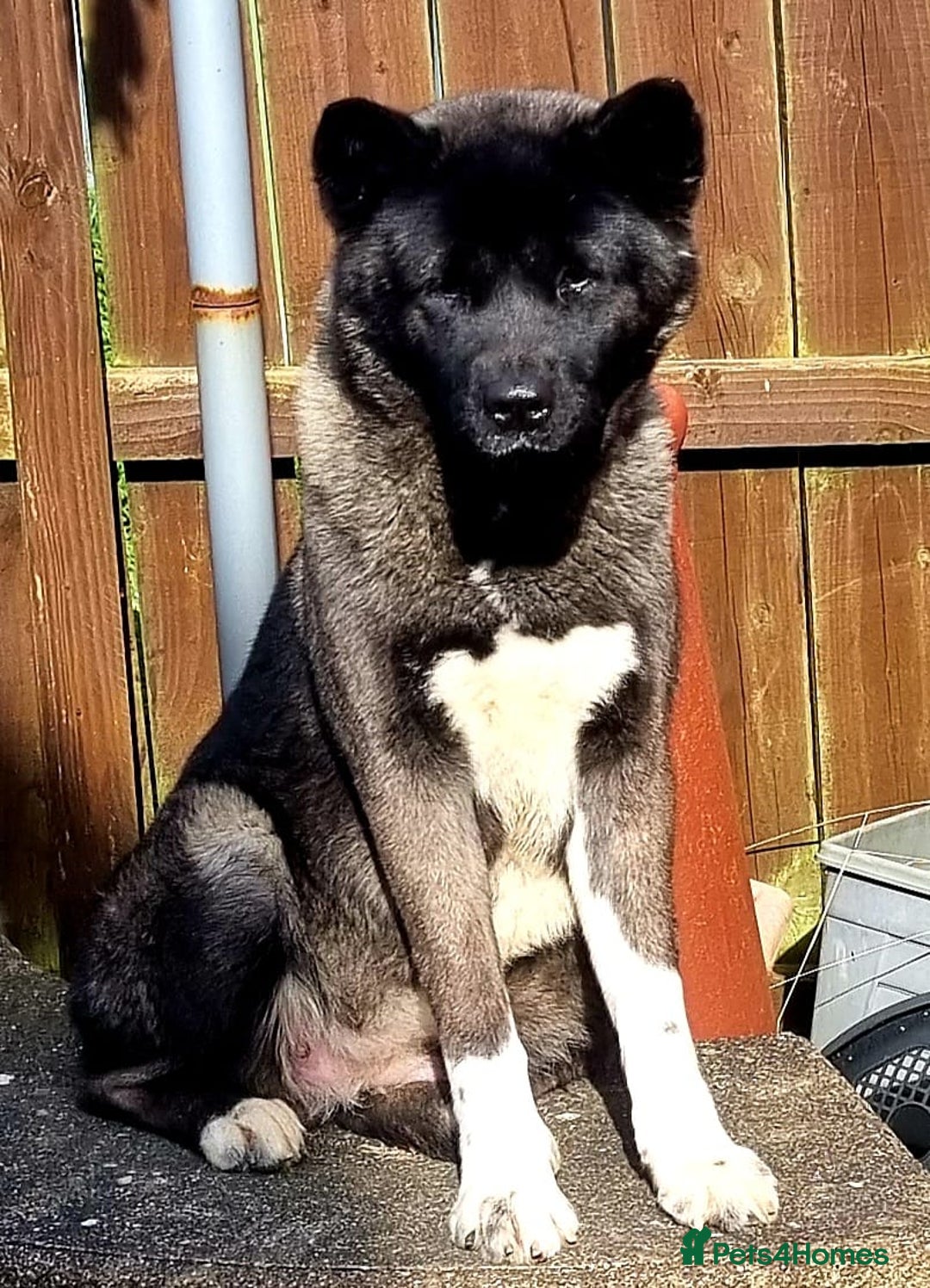 Akita dogs for sale: Akita pups READY in Sunderland - Image 1