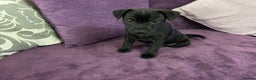 Patterdale Terrier dogs for sale: Patterdale puppy (male) for sale - Advert 2