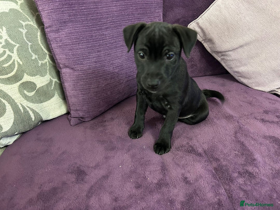 Patterdale Terrier dogs for sale: Patterdale puppy (male) for sale - Advert 2