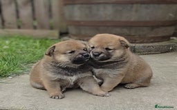 Japanese Shiba Inu dogs for sale: 4 Stunning sesame shibas pups ❤️ - Image 1
