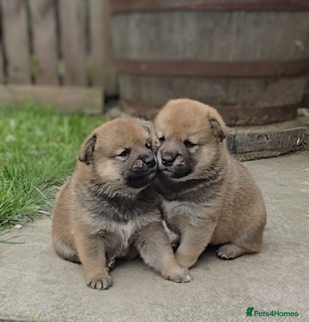 Japanese Shiba Inu dogs for sale: 4 Stunning sesame shibas pups ❤️ - Image 1