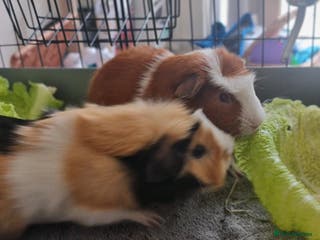Guinea Pig rodents FREE - TO LOVING HOME - Advert 17