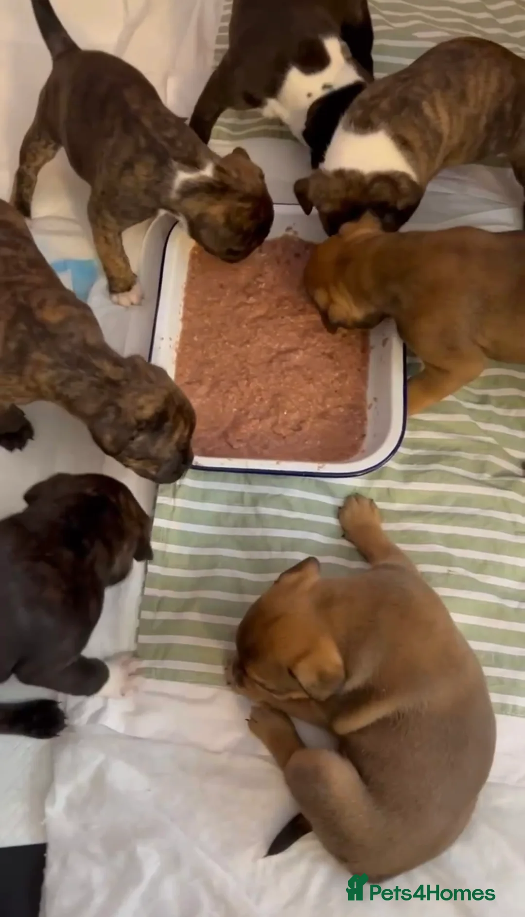 Staffordshire Bull Terrier dogs for stud: PROVEN Blue Brindle Staffordshire Bull Terrier  - Advert 12