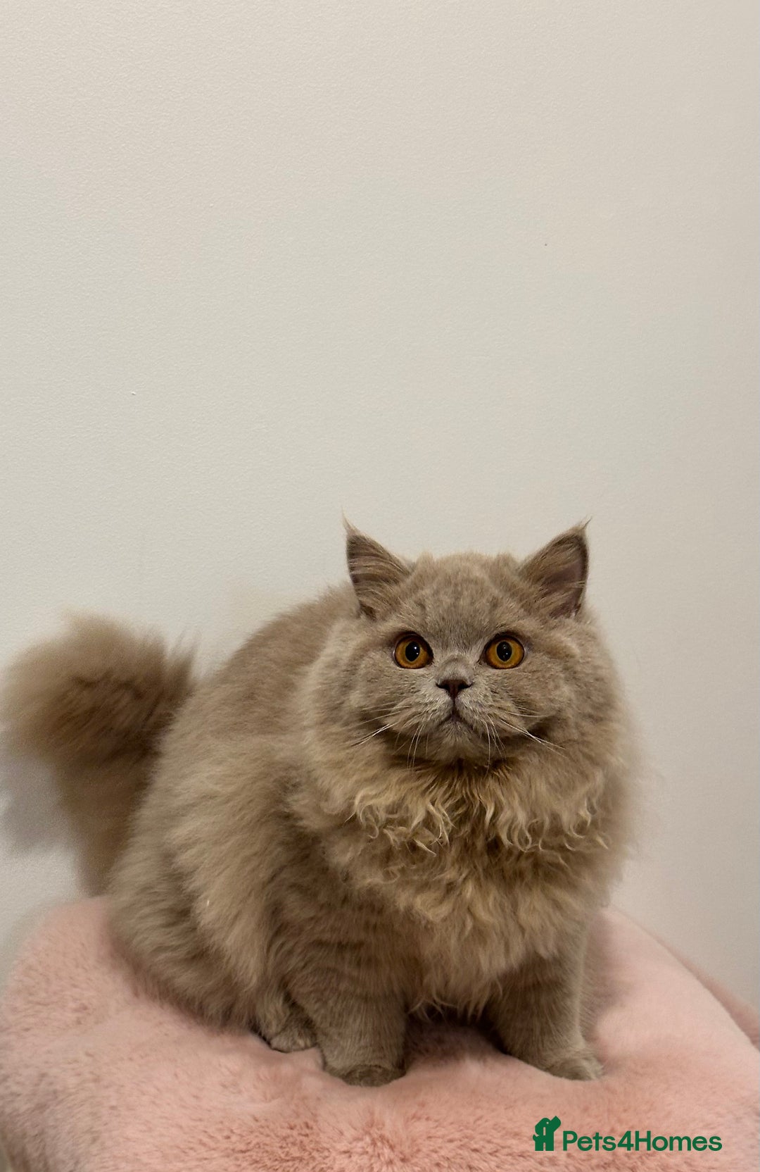 British Longhair cats for sale: Ready 🐻British Longhair chunky kittens💎🧸 - Advert 9