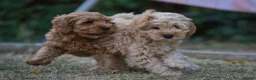 Cockapoo dogs for sale: F1 Cockapoo x Australian Labradoodle Pups - Advert 3