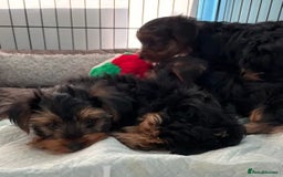 Yorkshire Terrier dogs for sale: Litter Yorkie puppies  - Image 2