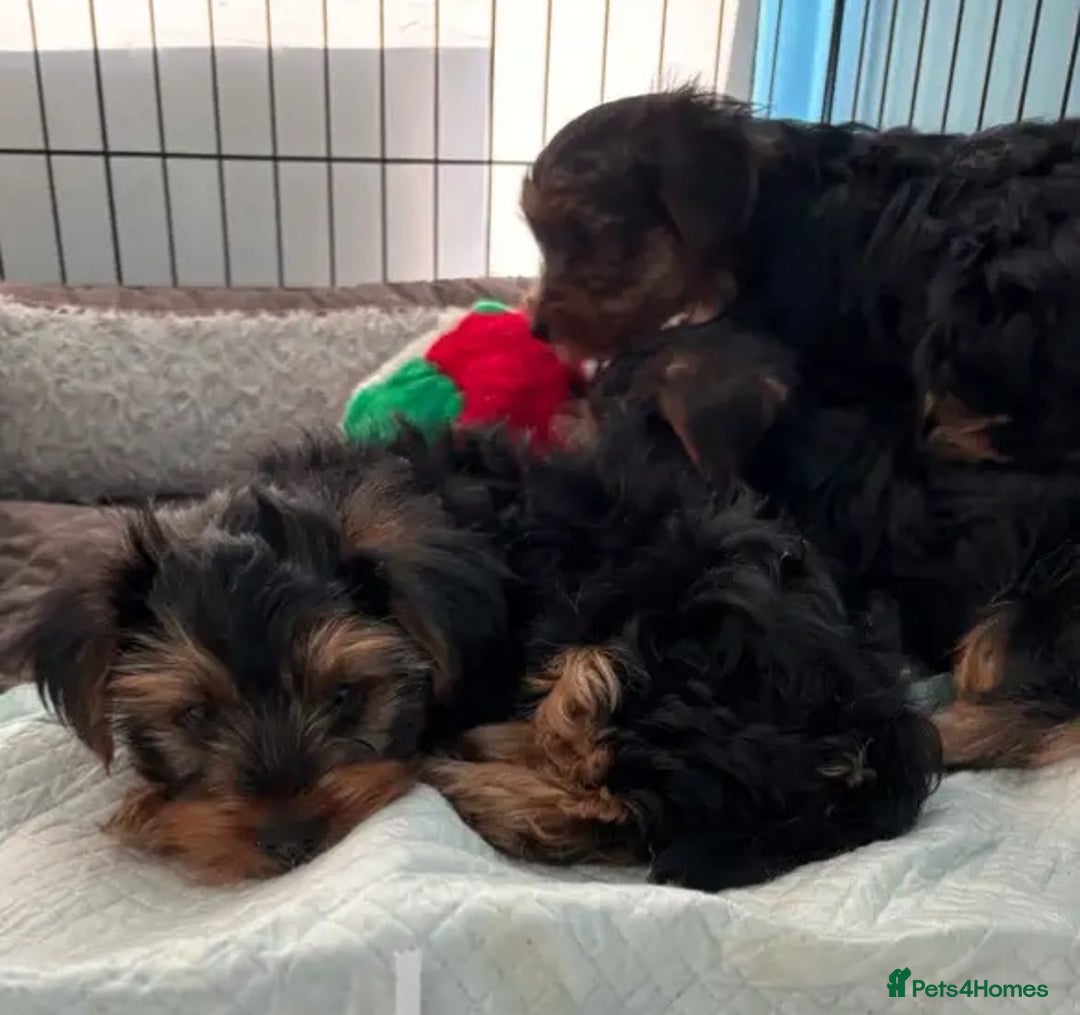 Yorkshire Terrier dogs for sale: Litter Yorkie puppies  - Image 2