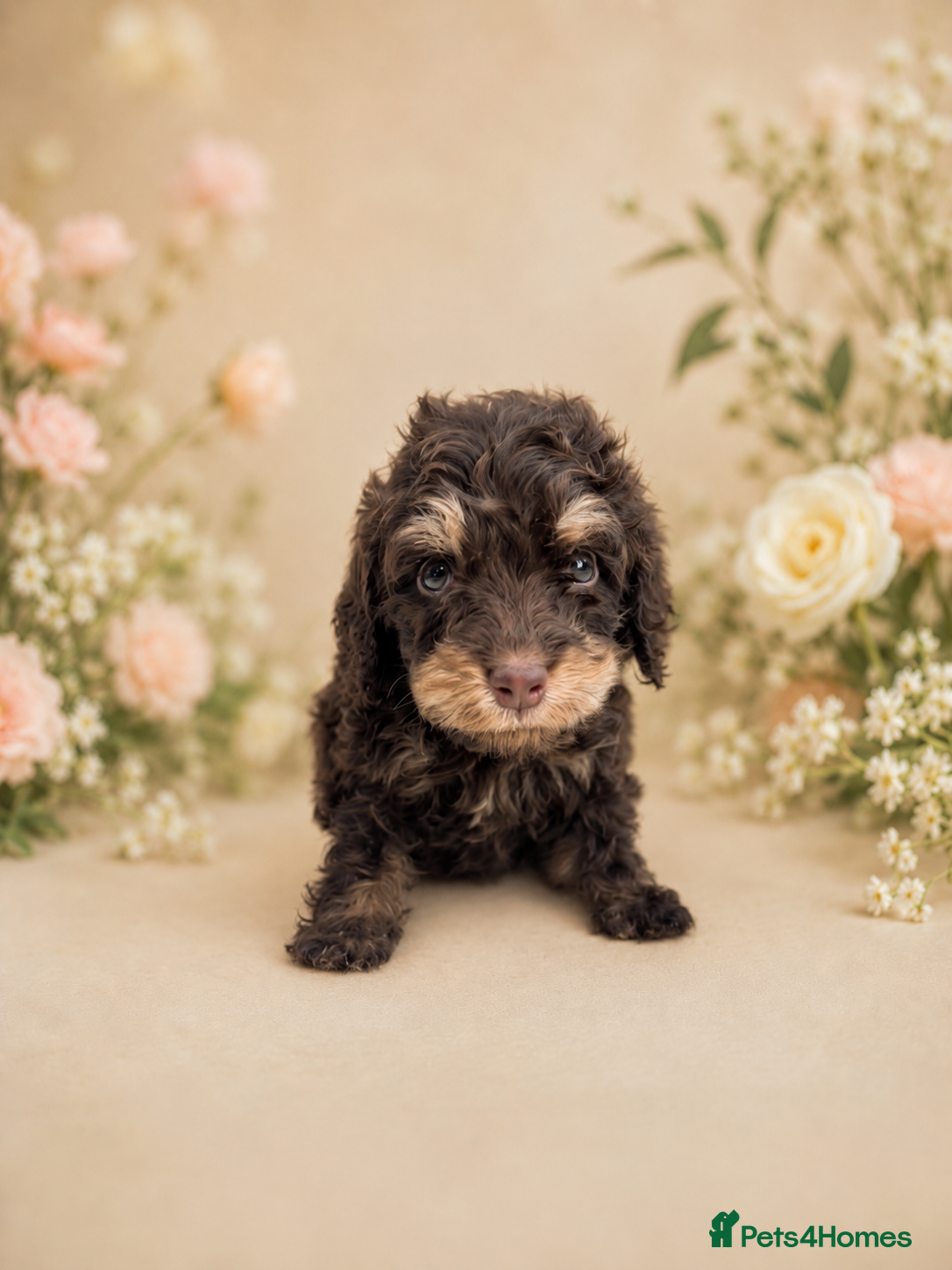 Cockapoo dogs for sale: 💓💙OUTSTANDING COCKAPOOS💙💓 - Advert 5