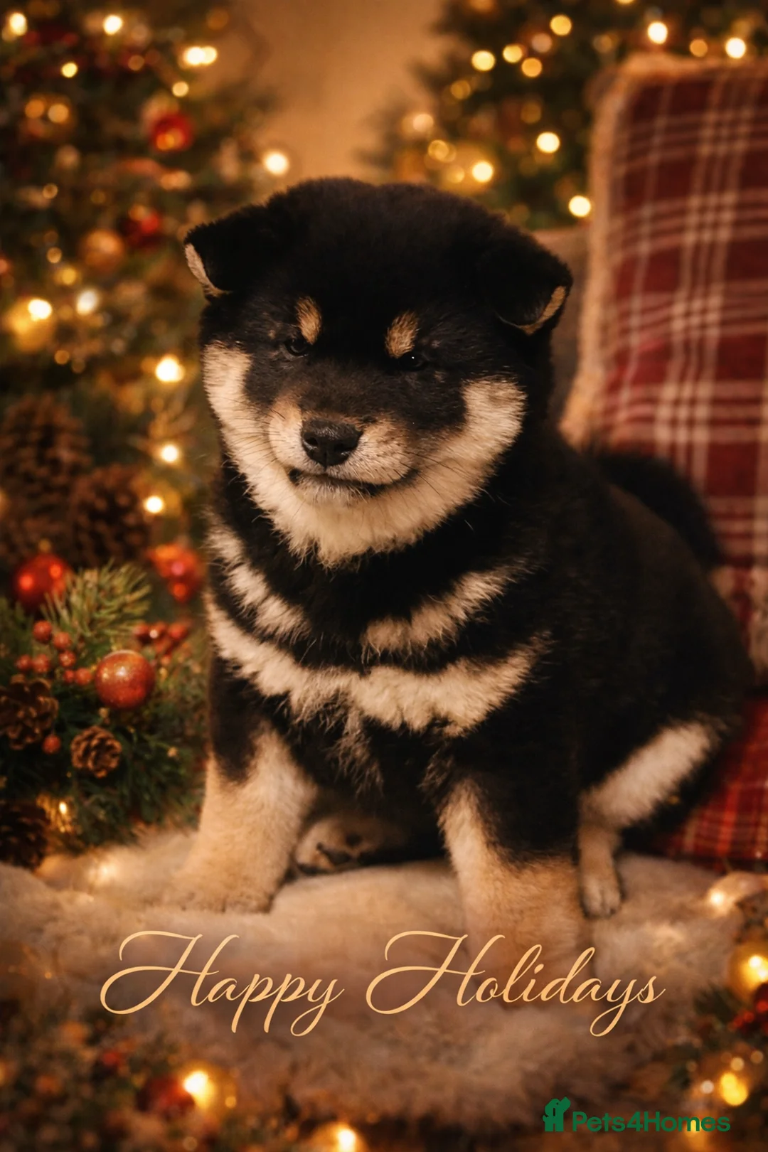 Japanese Shiba Inu dogs for sale: 10 weeks old KC Black/Tan Boy 💖 - Advert 1