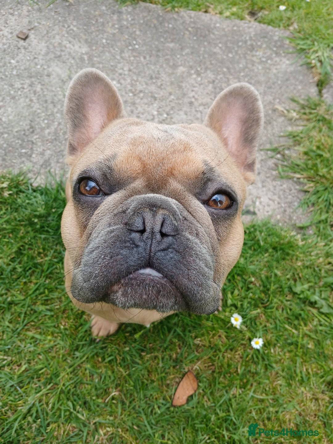 French Bulldog dogs for sale: Loving affectionate frenchie - Image 2