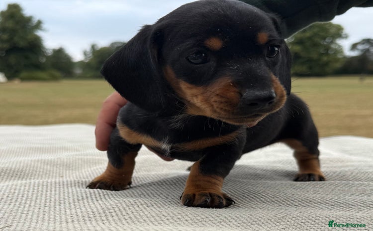 Miniature Dachshund dogs - Advert 4