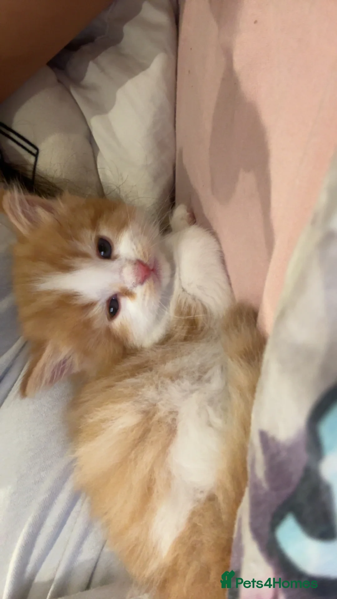British Shorthair cats for sale: British longhair mini! - Advert 9