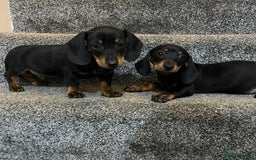 Miniature Dachshund dogs for sale: Beautiful mini dachshunds  - Image 4