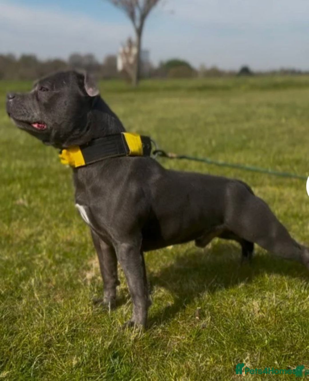 Staffordshire Bull Terrier dogs for sale: OUR PUP REGGIE KC BLUE STAFFORDSHIRE BULL TERRIER - Image 11