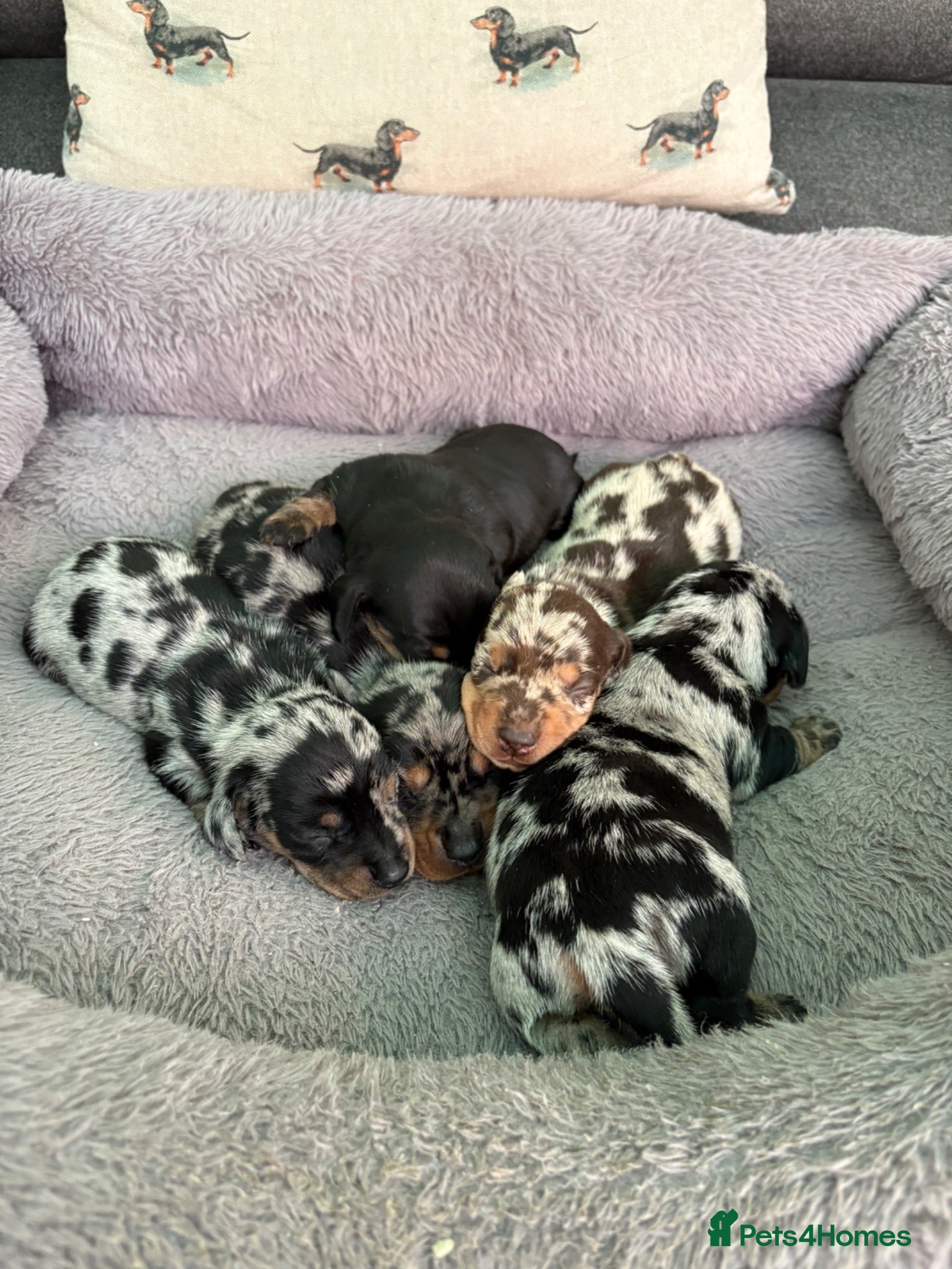 Miniature Dachshund dogs 5 Stunning miniature dachshunds  - Advert 1